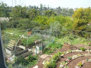 veggie garden on St Patrick's Day 2013